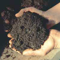 Organic Topsoil